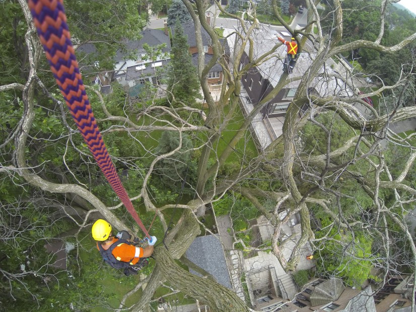 Arborists in tree tops